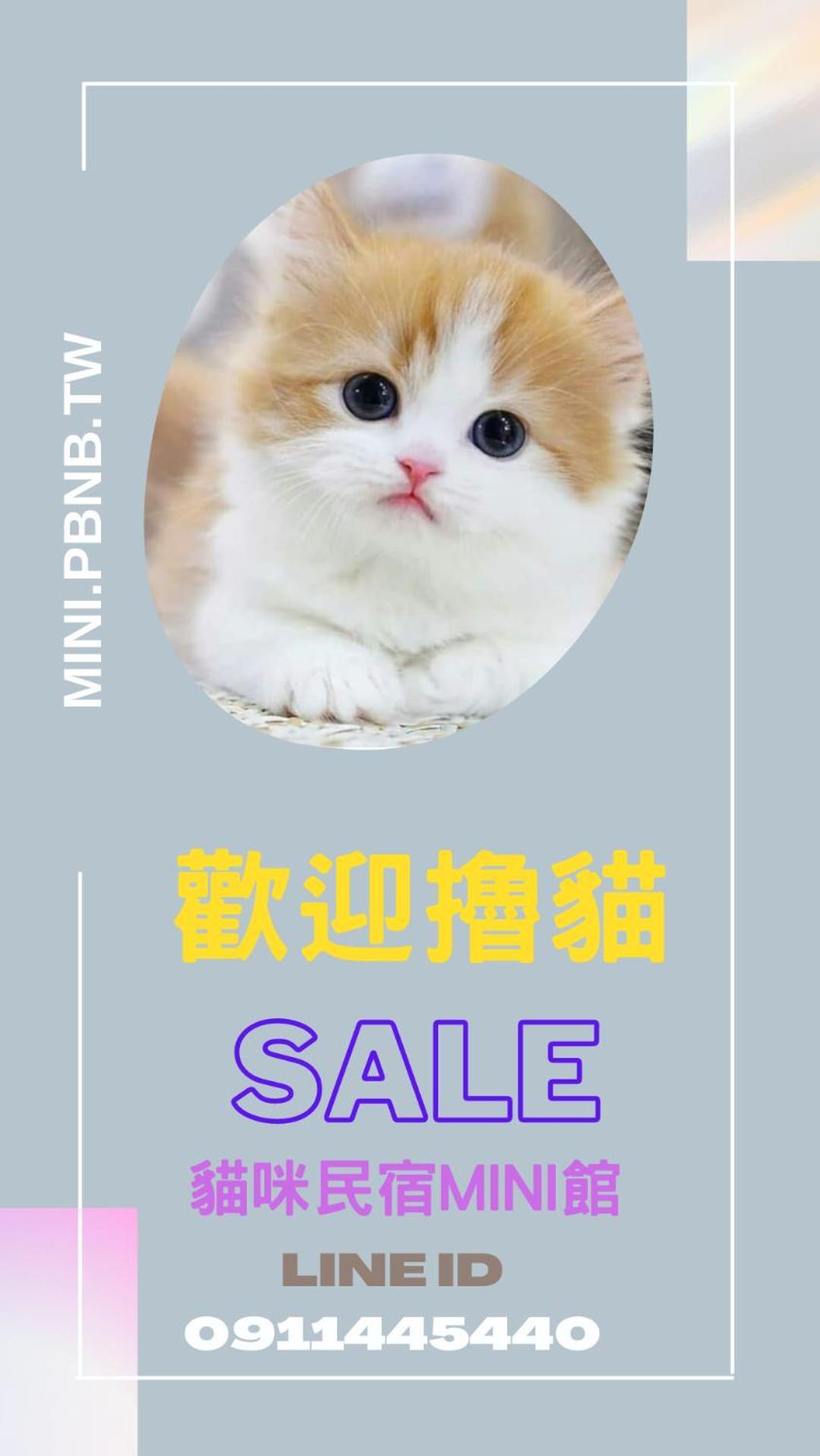 貓咪民宿Mini館-貓行為諮詢 T'ai-tung 外观 照片